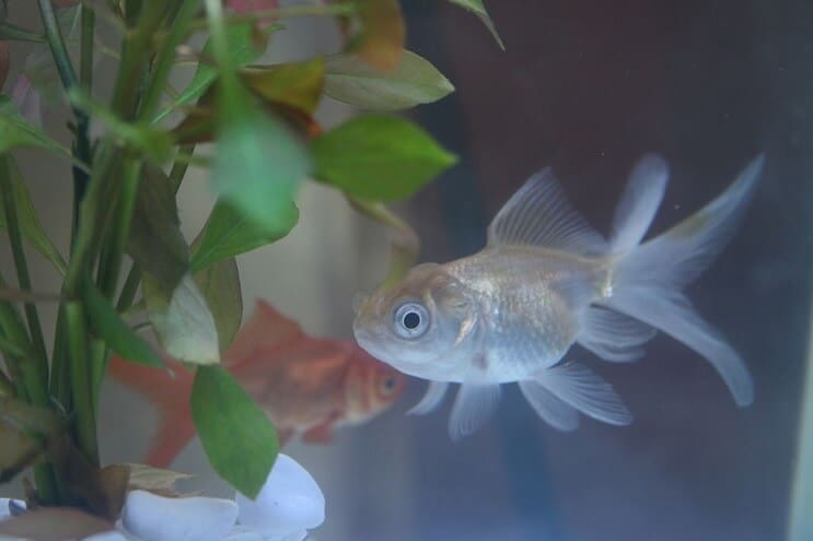 Blauwe Oranda-goudvis