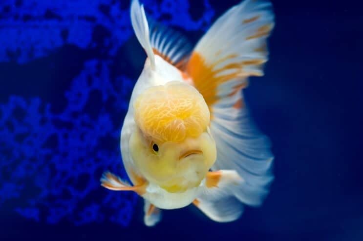 Oranda goudvis zwemmen