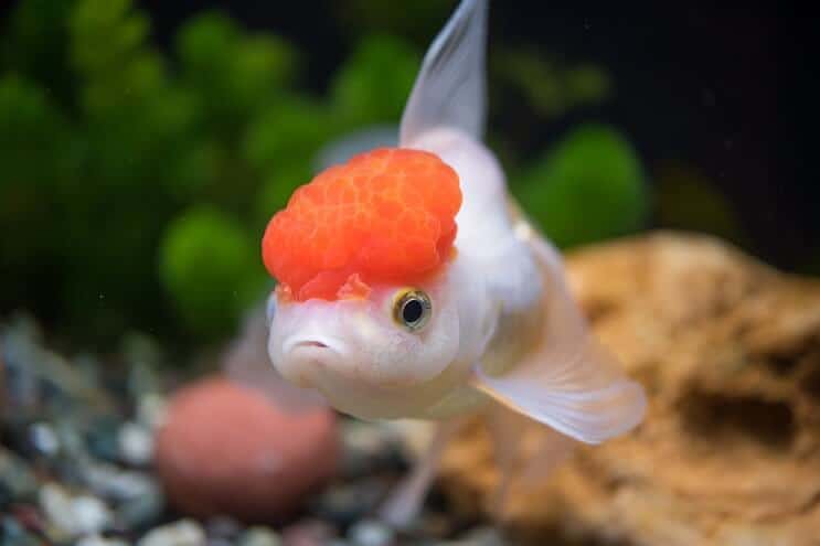 Oranda Goldfish Uiterlijk