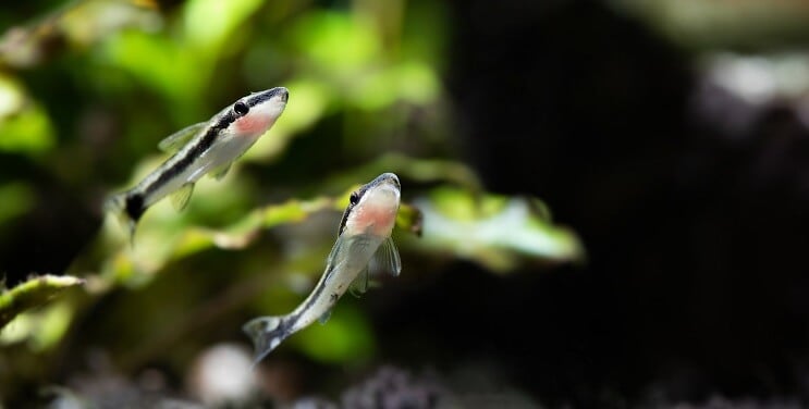 Otocinclus Zwemmen