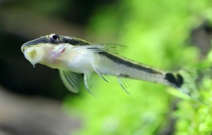 Otocinclus geplakt op tank