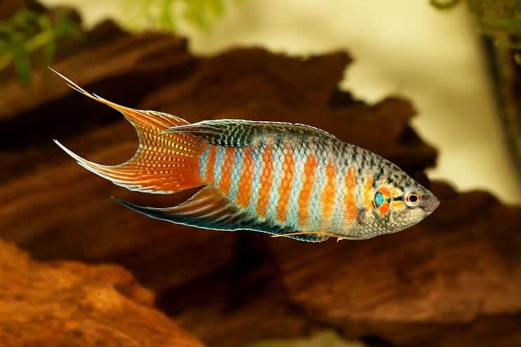 Paradise Fish Uiterlijk