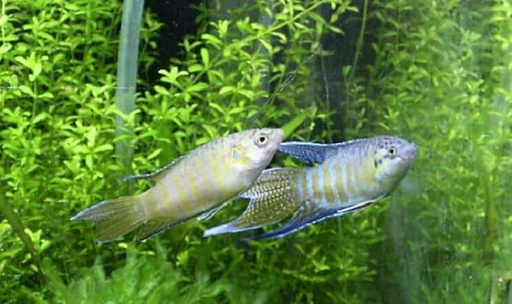 Paradise Fish kweken