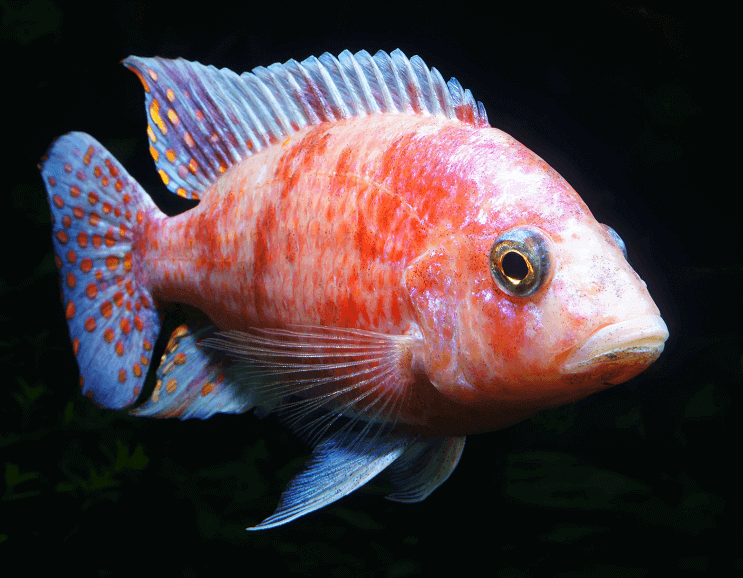 Afrikaanse Malawi Cichlid