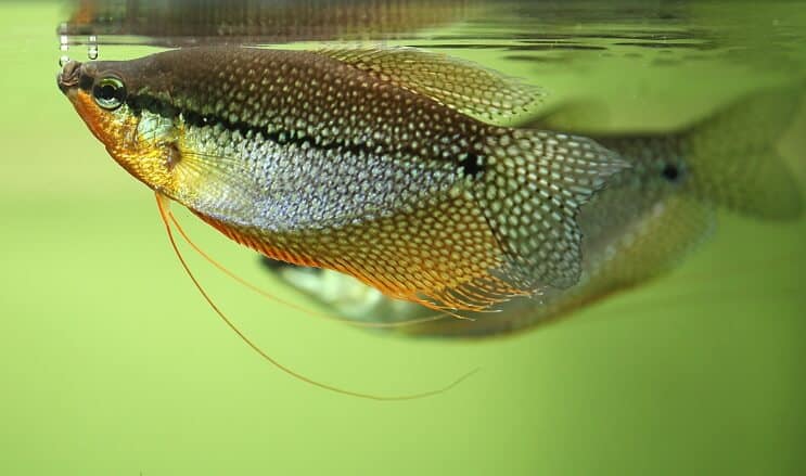 Pearl Gourami Apperance