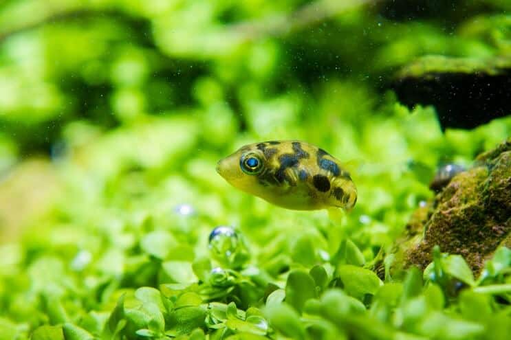 Erwt Puffer Uiterlijk
