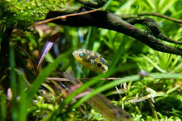Erwt Puffer Habitat