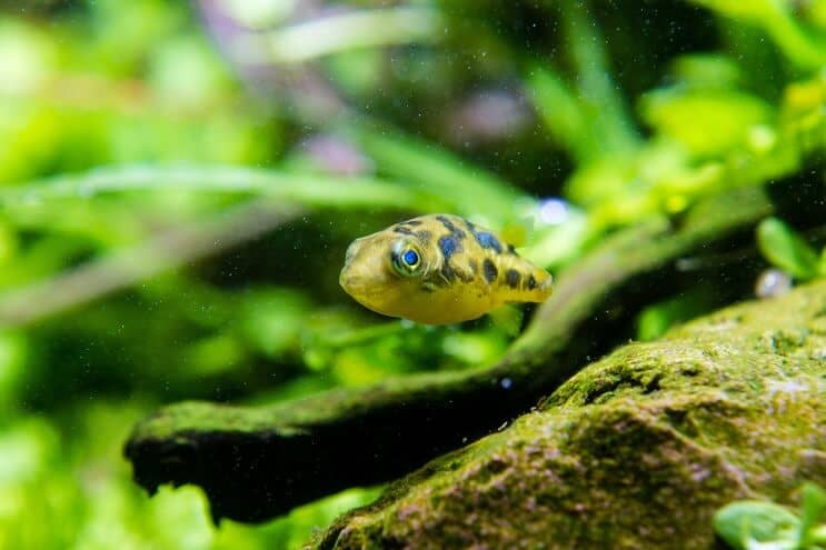 Erwt Puffer Breeding