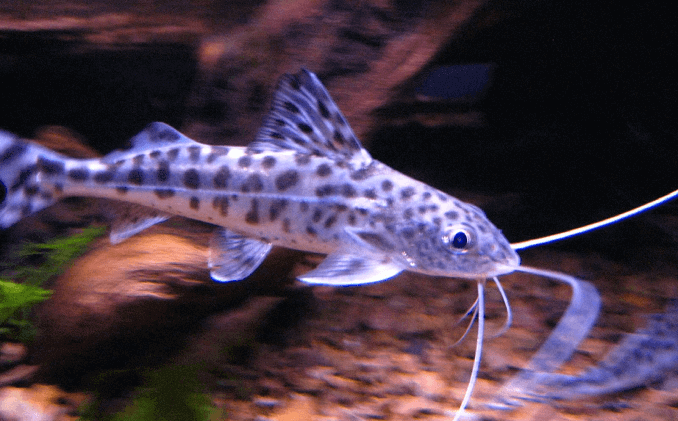 Uiterlijk van Pictus Catfish