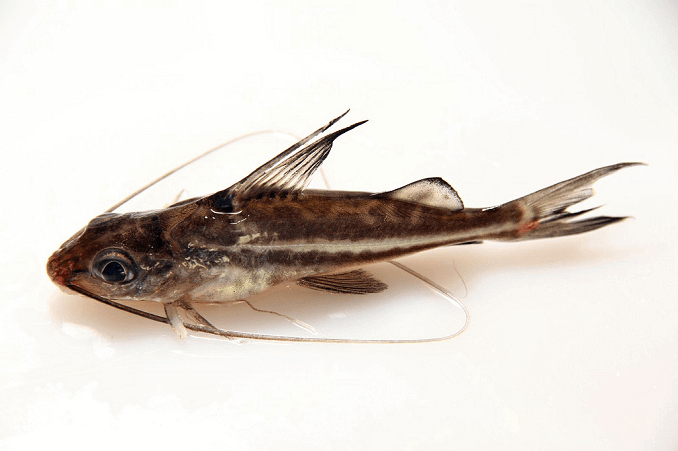 Pictus Meerval