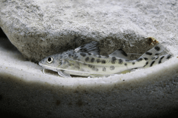 Pictus Catfish zwemmen