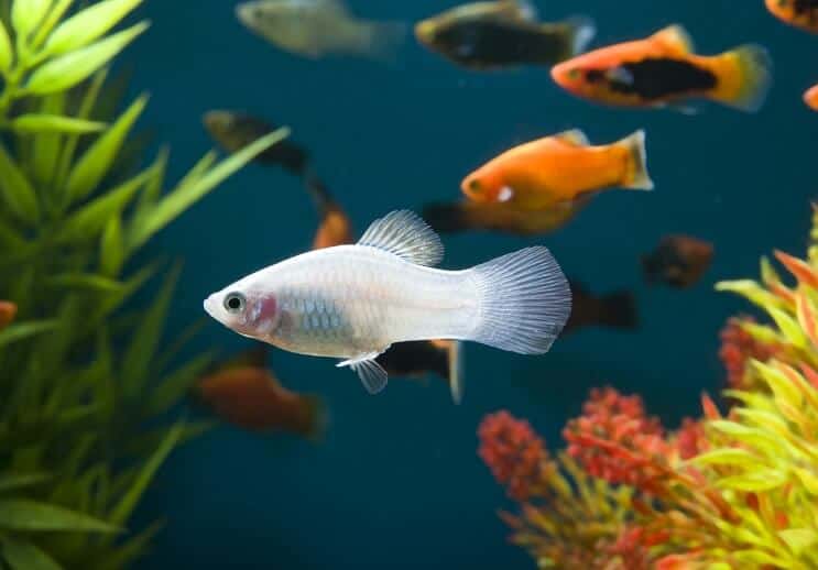 Witte Platy Fish