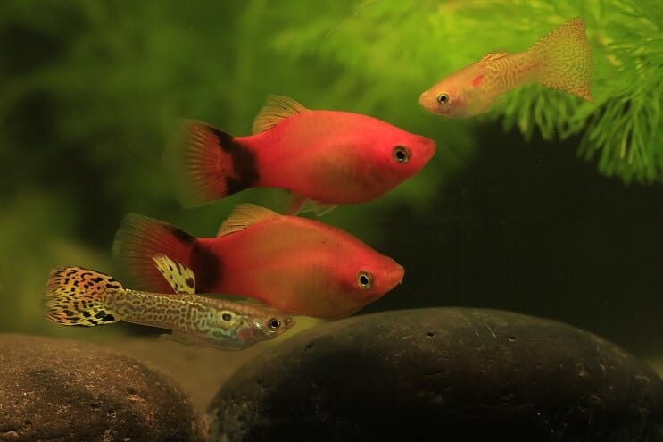 Guppy en Platy