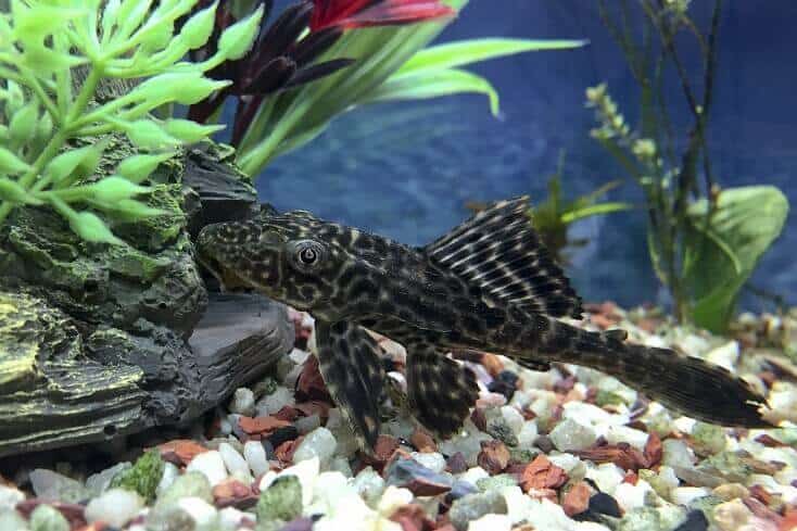 Plecostomus Overzicht