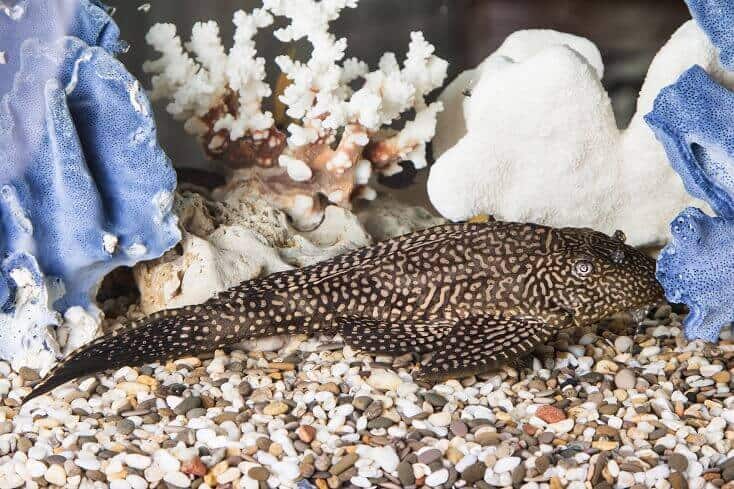 Gewone Pleco