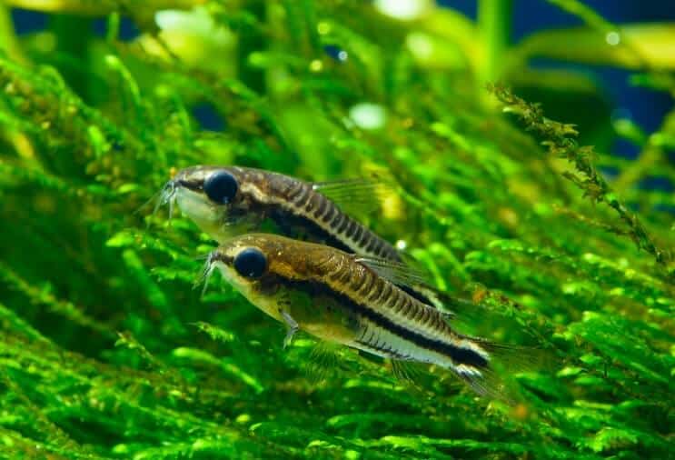 Pygmy Cory Overzicht