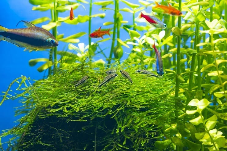 Pygmy Cory Tankmates