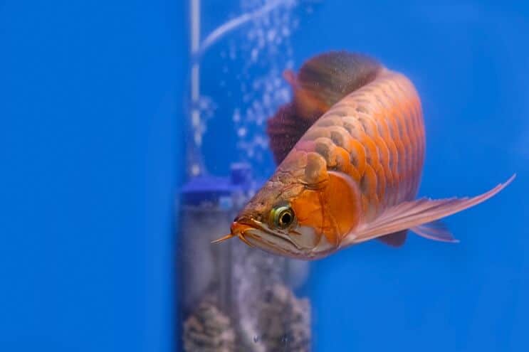 Rode Arowana-verschijning