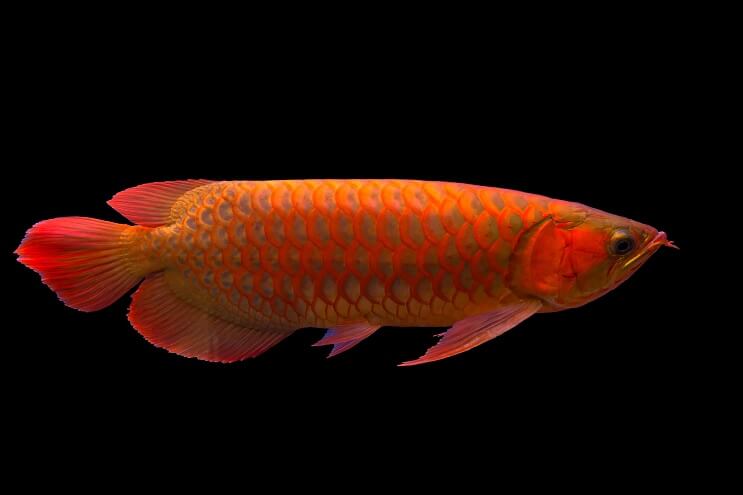 Red Arowana Overzicht
