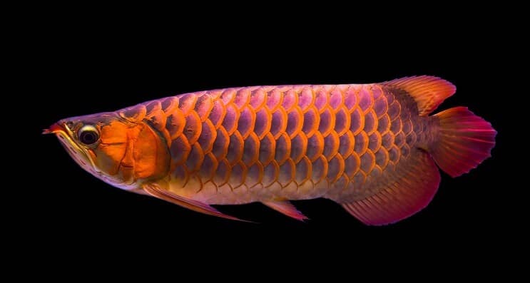 Rood Arowana-dieet