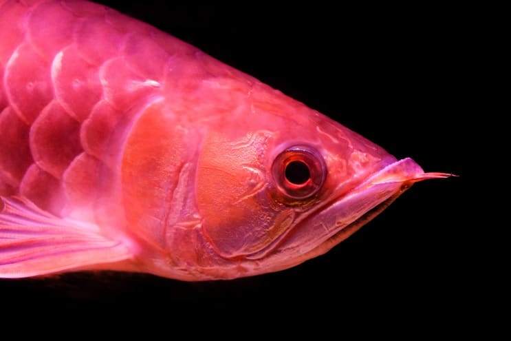 Rode Arowana-verzorging