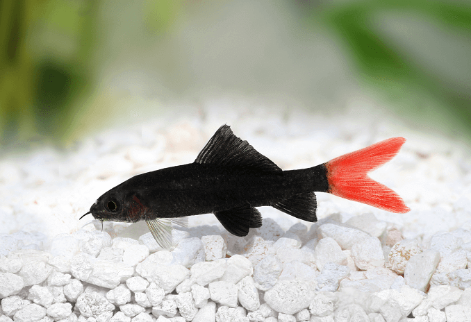 Red Tail Zwemmen