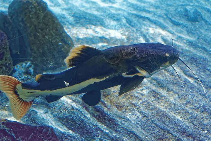 Redtail Catfish Uiterlijk