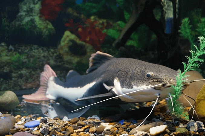 Redtail Catfish Dieet