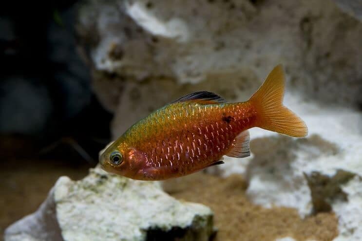 Rosy Barb Overzicht