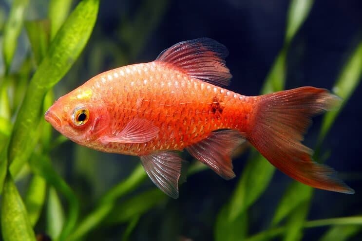 Rosy Barb-uiterlijk