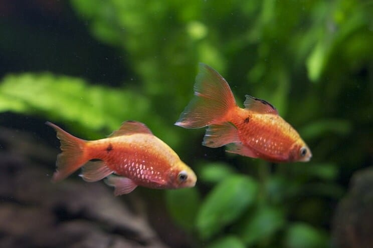 Rosy Barb Tankmates