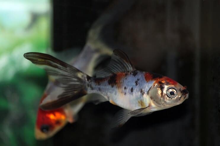 Shubunkin Goldfish Swimming