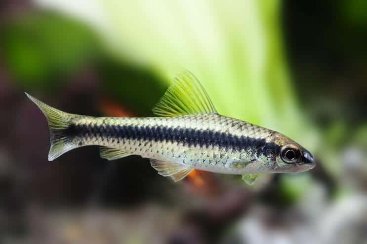 Siamese algeneter