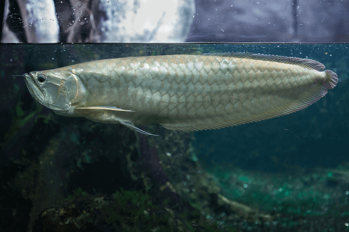 Zilveren Arowana in Tank