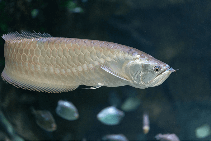 Zilver Arowana zwemmen