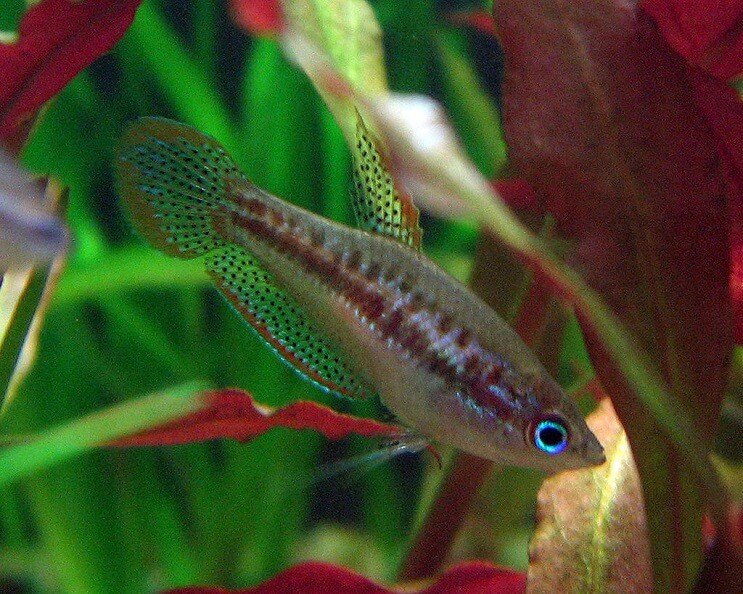 Pygmee Gourami