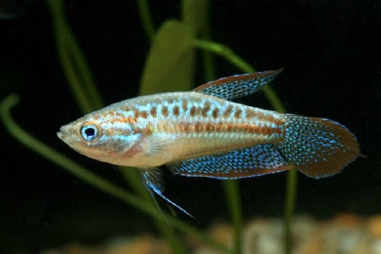 Sprankelende Gourami