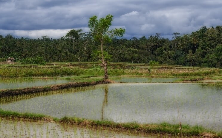 Sprankelende Gourami Habitat