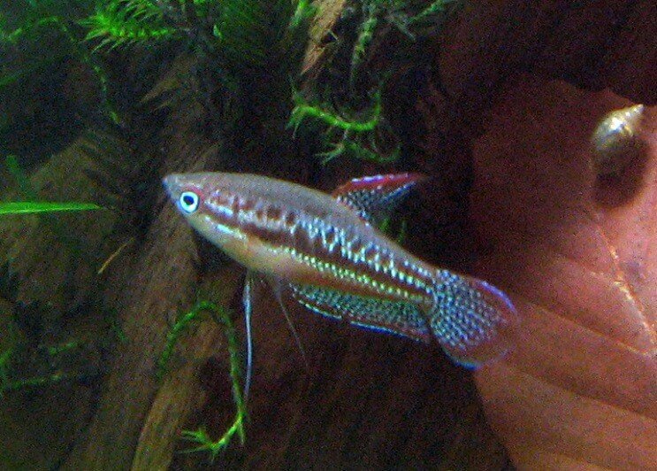 Sprankelende Gourami zwemmen
