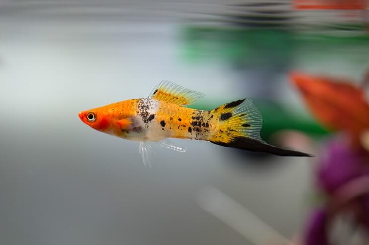 Swordtail Overzicht