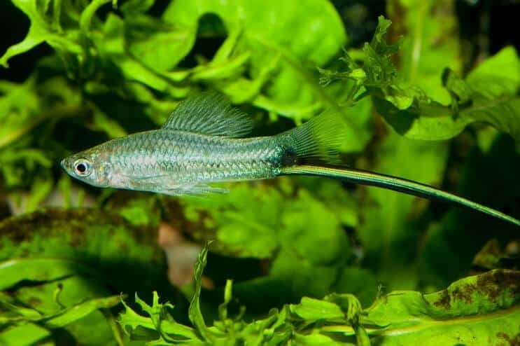 Swordtail Uiterlijk