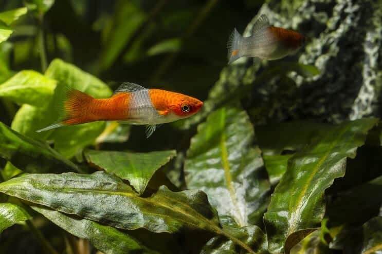 Swordtail-dieet