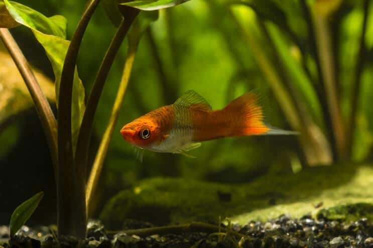 Swordtail-zorg