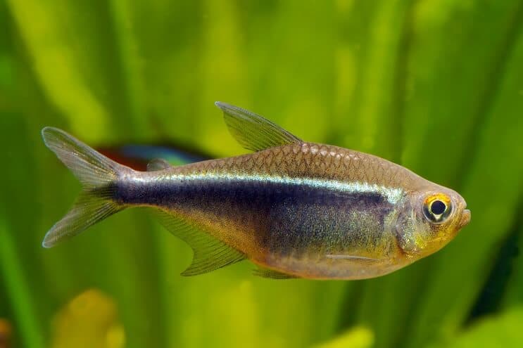 Zwart Neon Tetra