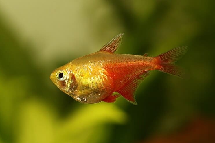 Vlam Tetra