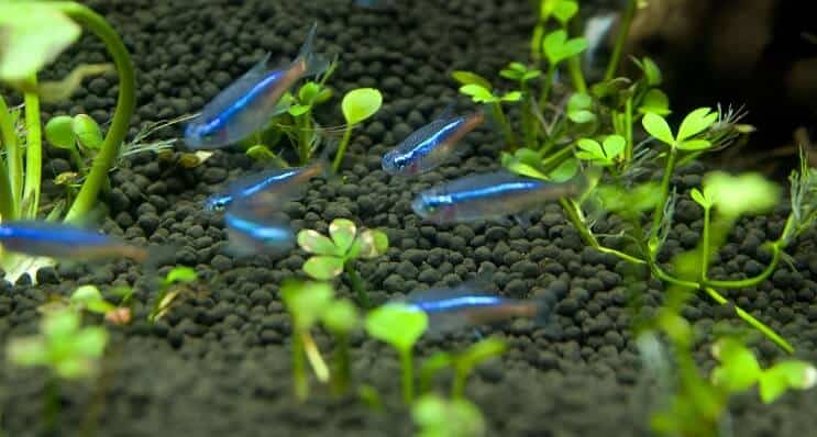 Blauwe Tetra