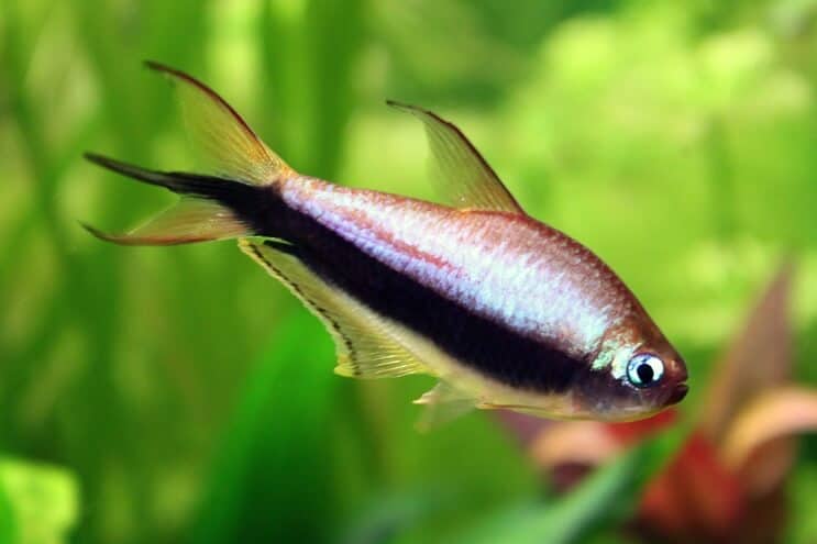 Keizer Tetra