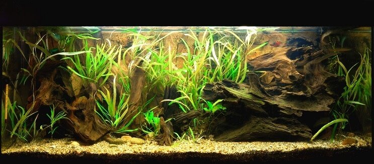 Clown Loach Tank Voorwaarden