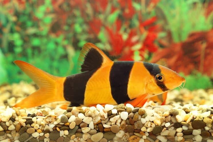 Clown Loach Overzicht