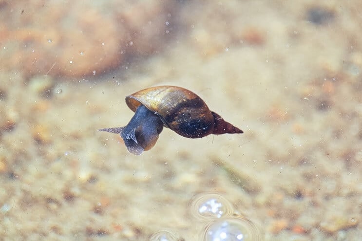 Clown Loach Dieet